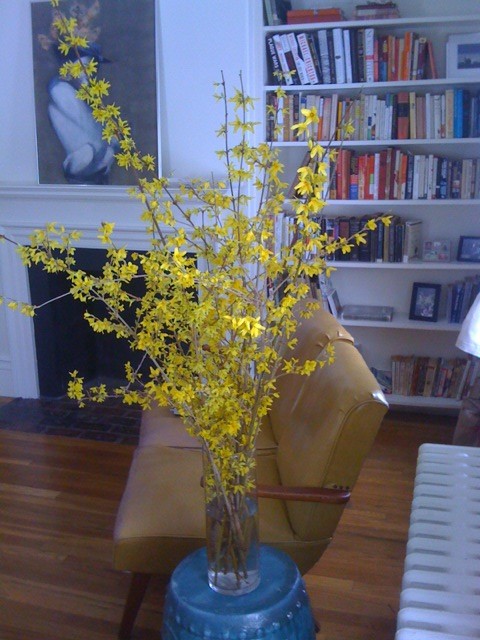 forsythia